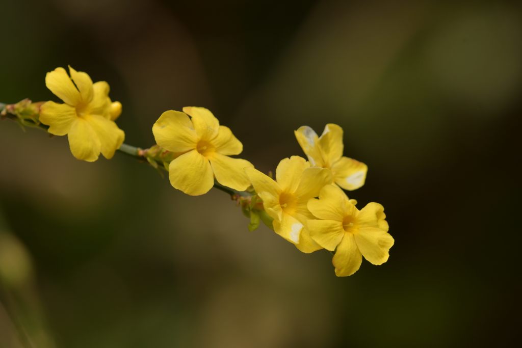 春色の花　DSC_8166