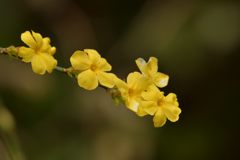 春色の花　DSC_8166