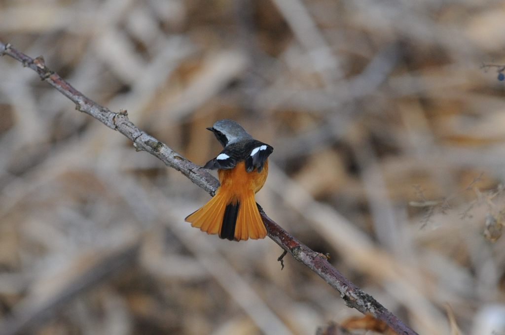 見せたろか！　DSC_9204