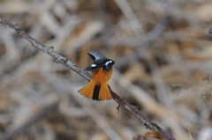 見せたろか！　DSC_9204