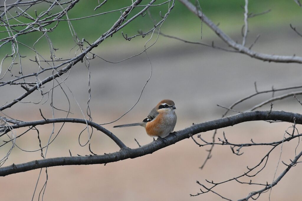 公園のモズ　　　DSC_5713