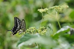 ヤブガラシにナミアゲハ　DSC_5984