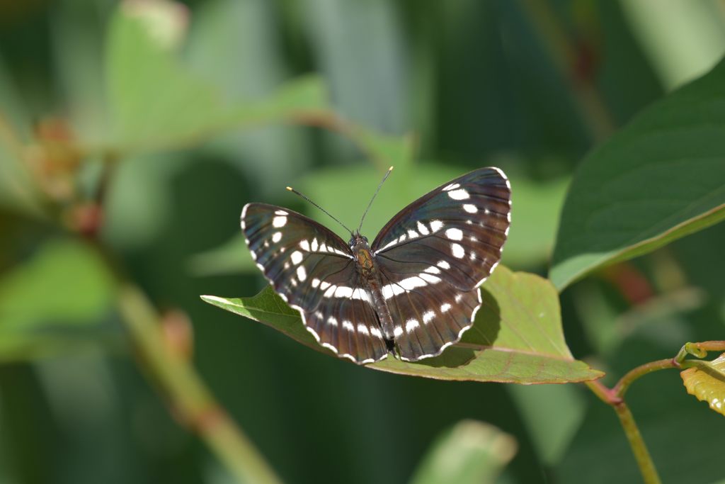 ホシミスジ　１　DSC_3576