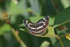 ホシミスジ　１　DSC_3576