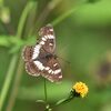 アサマイチモンジ　　　DSC_3804