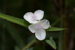 双子姉妹　DSC_5879