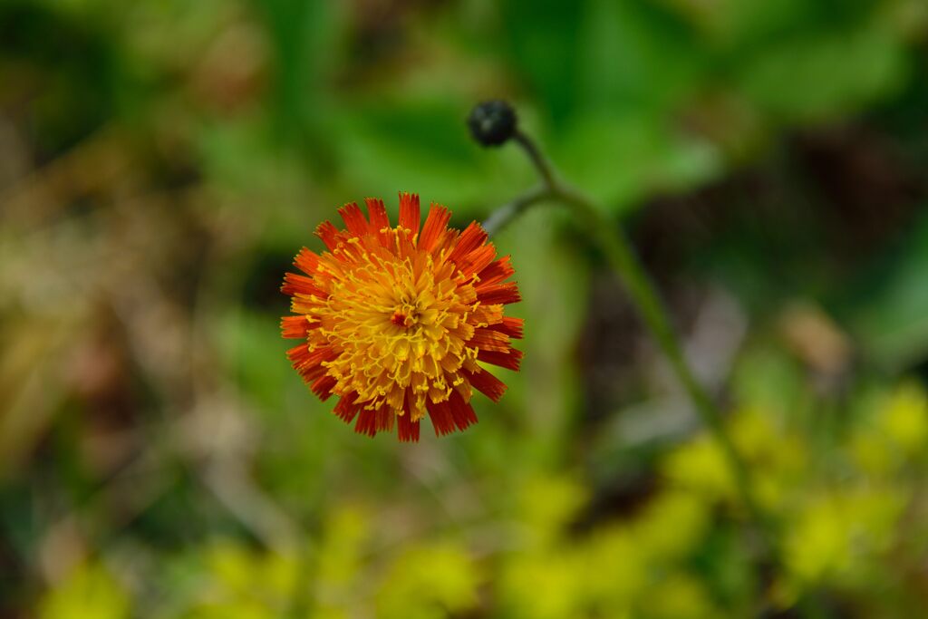 コウリンタンポポ　　DSC_5566