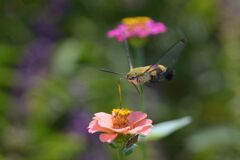 百日草にオオスカシバ　　DSC_3057