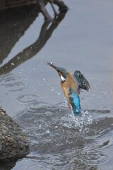 カワセミ　DSC_5217