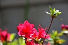 サツキ　　DSC_6673