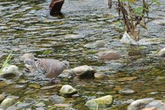 水辺のキジバト　DSC_5827