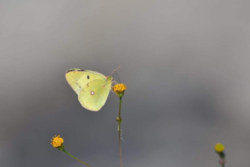 モンキチョウ　　DSC_2698