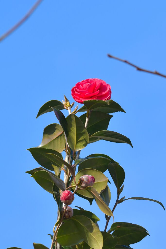 てっぺんに咲く　　DSC_7765