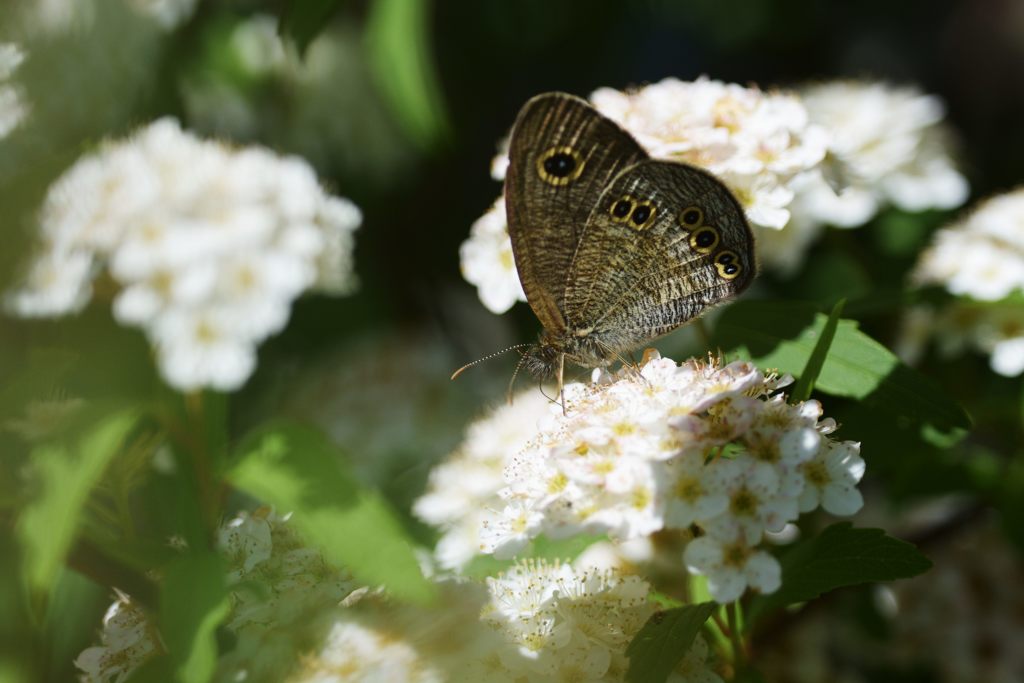 ヒメウラナミジャノメ　DSC_4684