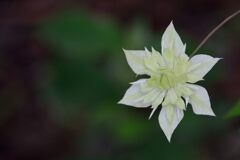 クレマチス　　DSC_7794