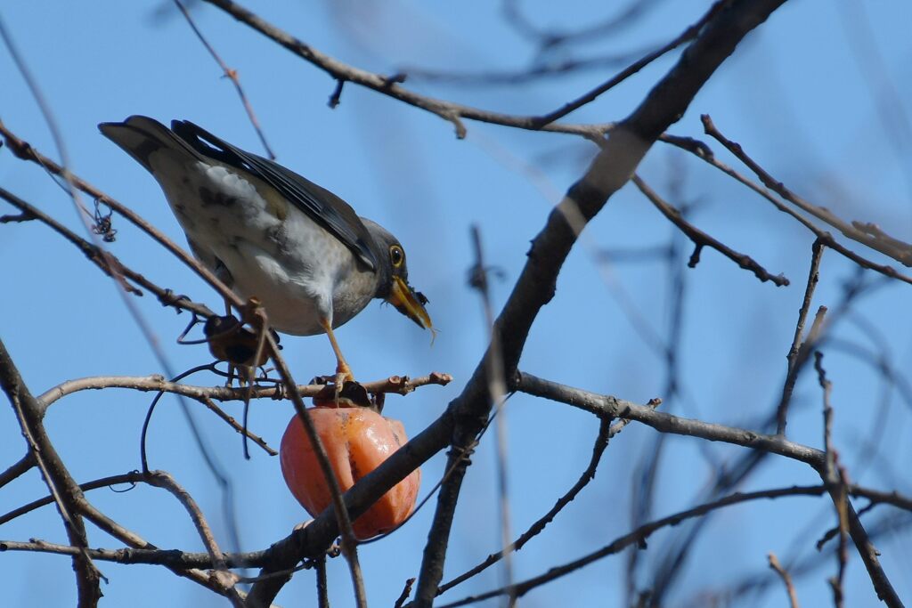 美味しい！　DSC_5741