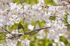 平成最後の桜ジロー　DSC_9631