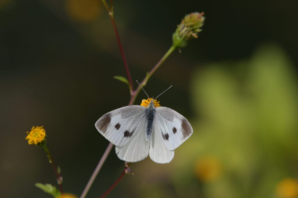 野の花にモンシロチョウ　　DSC_9038