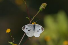 野の花にモンシロチョウ　　DSC_9038