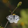 野の花にモンシロチョウ　　DSC_9038