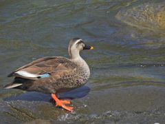 カルガモ　DSCN5252