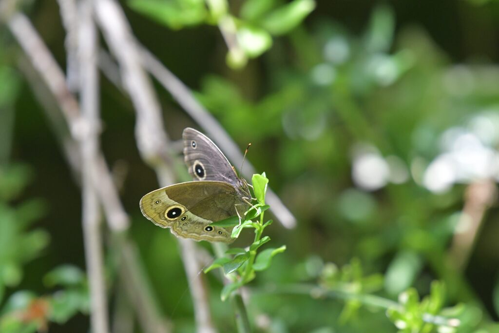 ヒメジャノメ　　DSC_3301