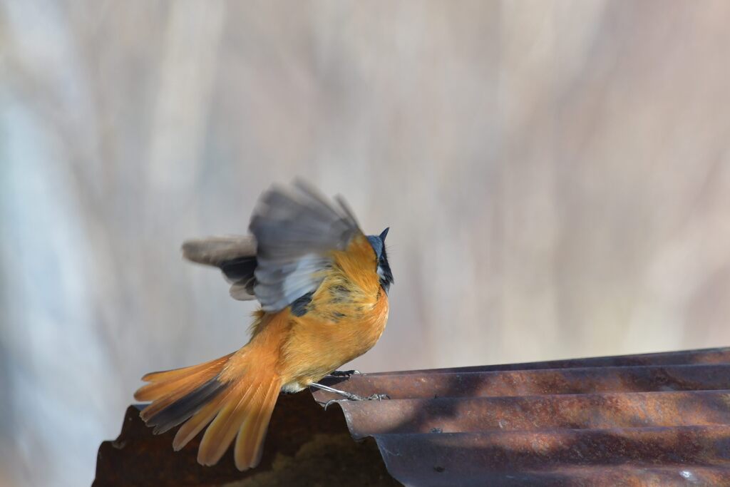 逃げろ！　　DSC_2337