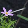 野の花一輪　DSC_6361