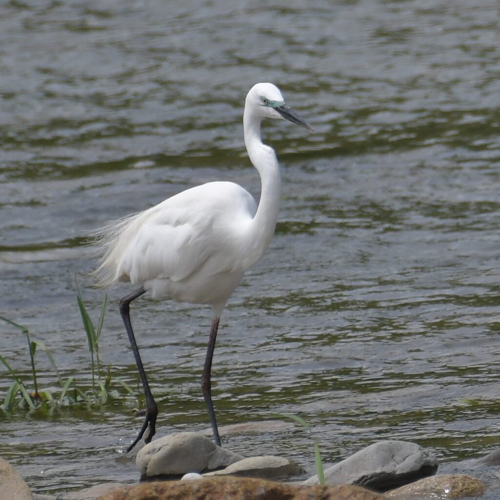 ダイサギ　　DSC_3280