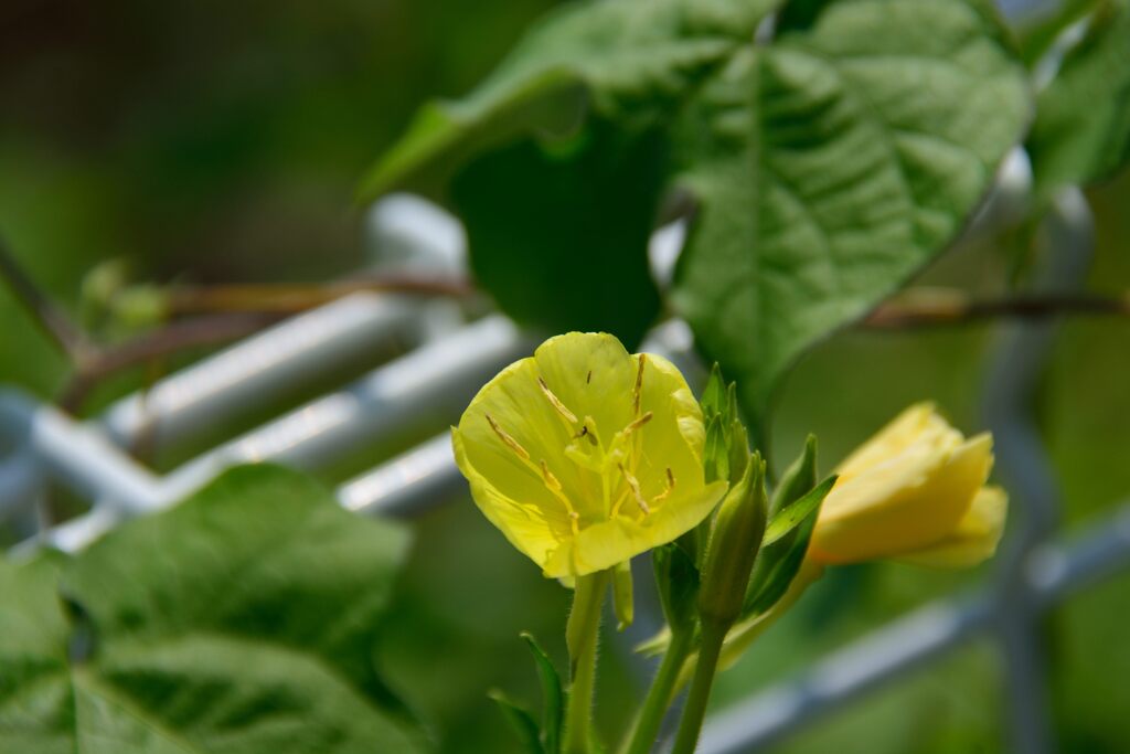 マツヨイグサ　　DSC_5954