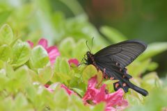 ツツジの残り花に　DSC_2489