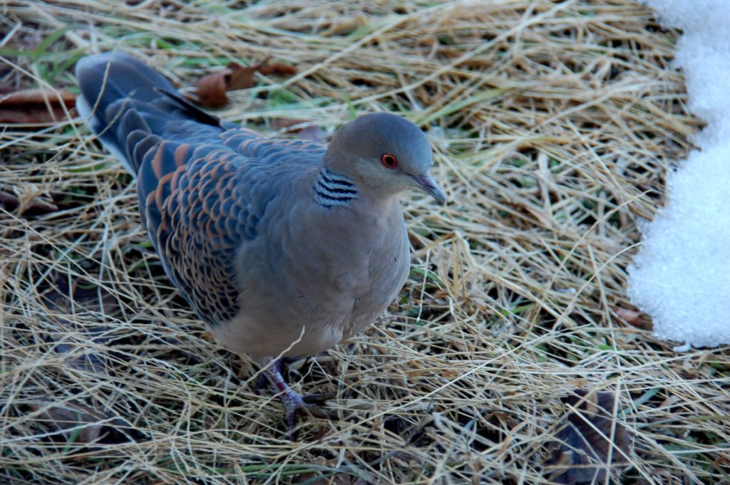 これくらいで撮れる？　DSC_2250