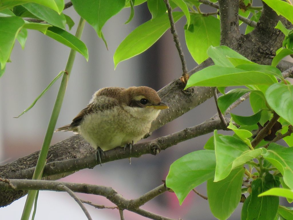 真似る　　IMG_0619