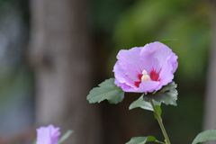 ムクゲ　DSC_9881