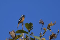 青空に歌う　　DSC_3620