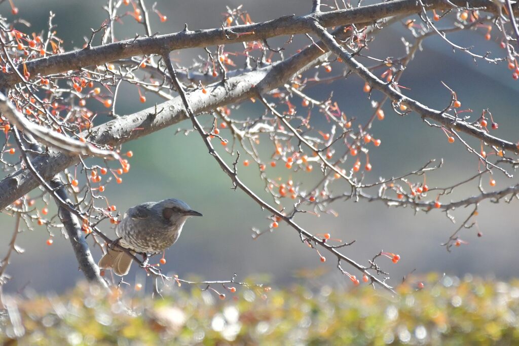 そこにいるのは誰だ！？　DSC_5908