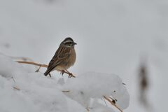 ホオジロ　　　DSC_8473