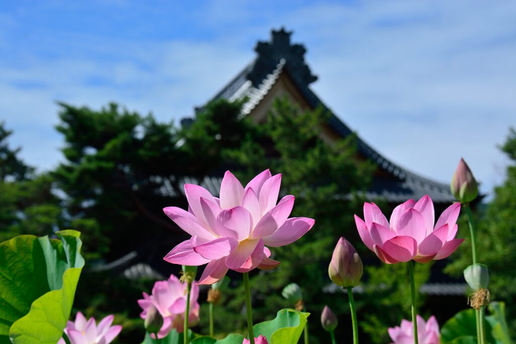 本堂を仰いで　　DSC_4858