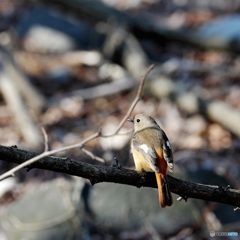 お久しぶり　　DSC_0238