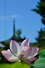 三重塔と背比べ　　DSC_7891