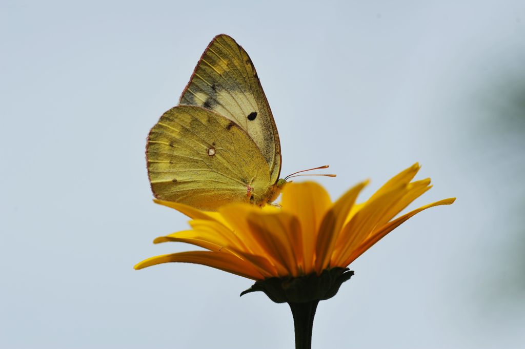 モンキチョウ　DSC_3024