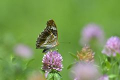 メスグロヒョウモンのメス　DSC_4950