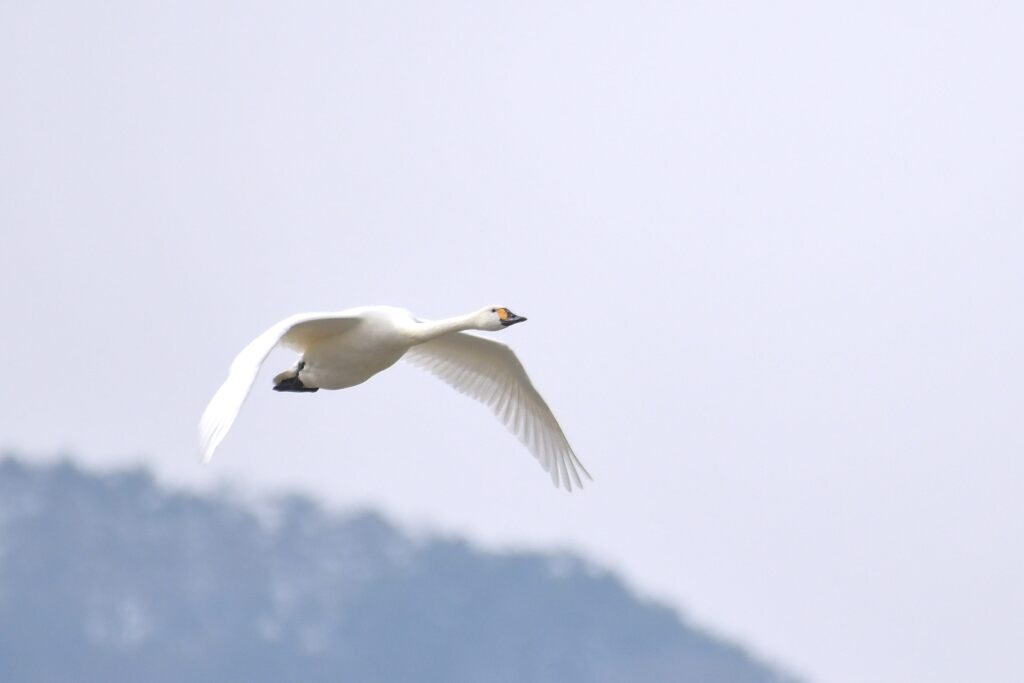 コハクチョウ飛ぶ　　DSC_6692