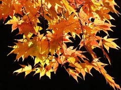 輝く黄モミジ　DSCN0993