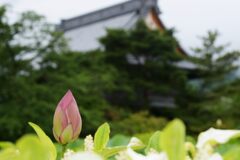 雨上がりの信濃国分寺蓮園　４　DSC_6333