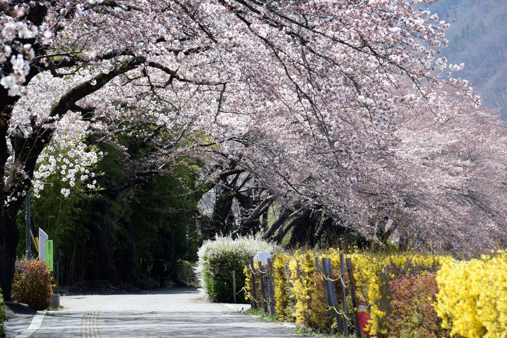 花小径　　DSC_1425