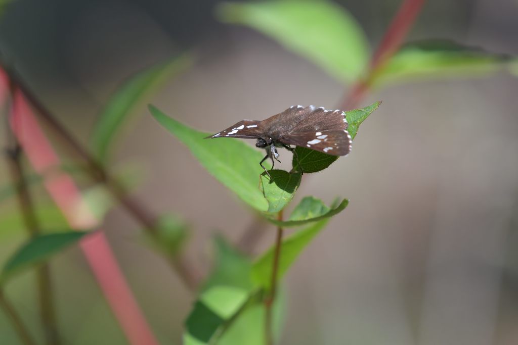 ダイミョウセセリ　１　DSC_3651