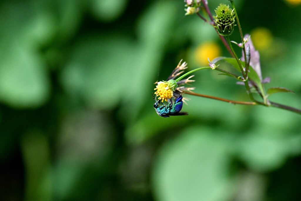 野の花にオオセイボウ　２　　　DSC_3549