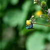 野の花にオオセイボウ　２　　　DSC_3549