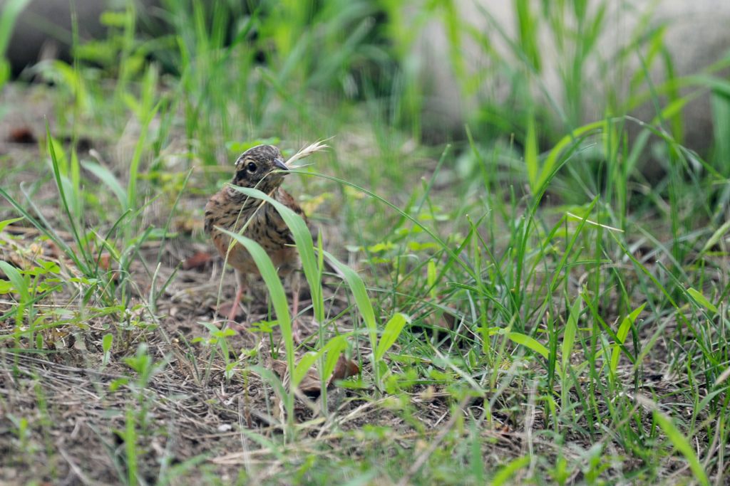 君はヒバリさん？　２　DSC_4960